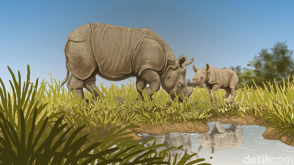 Badak Jawa Ujung Kulon Ganti Nama Ilmiah? Ini Alasannya!