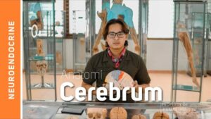 Kisah Inspiratif Muhana, Dokter Muda dengan Rekam Jejak Publikasi Scopus yang Bikin Kagum