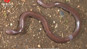 Penemuan Menggemparkan, Kadal Unik Mirip Cacing Ditemukan di Buton!