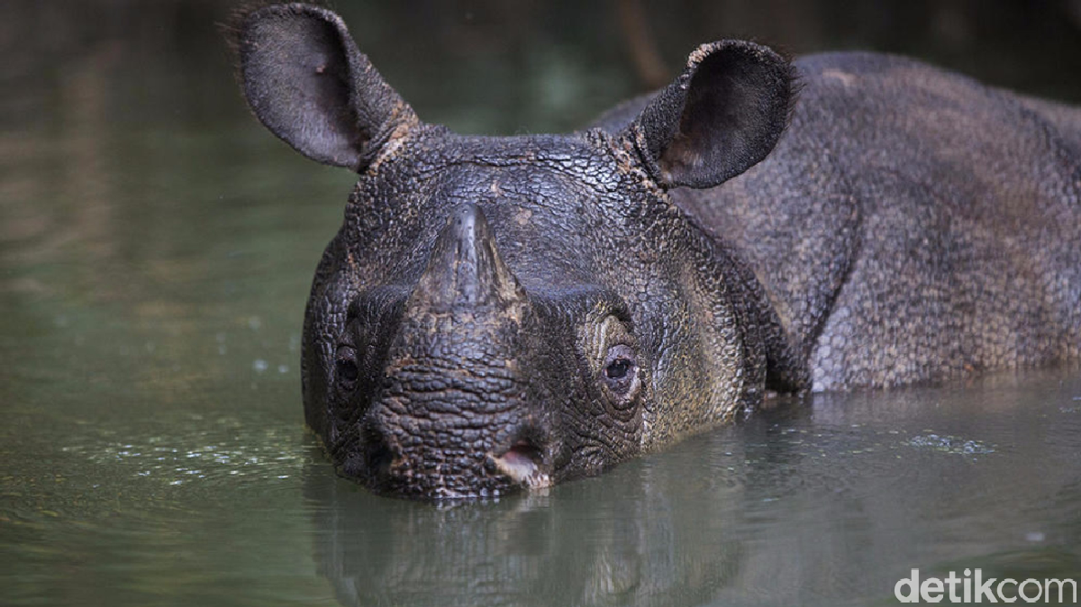Ternyata Ini Alasan Nama Latin Badak Jawa Mau Diubah!